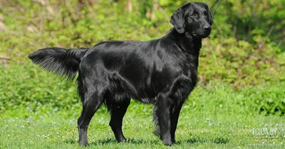 Прямошерстный ретривер собака: фото, характер, описание породы
