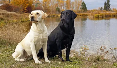 Корм для взрослых собак породы лабрадор-ретривер, Royal Canin Labrador  Retriever Adult купить с доставкой в интернет-магазине зоогастроном.ру