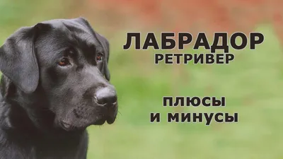 Золотистый ретривер - Ветеринарная клиника Зооцентр на Садовой