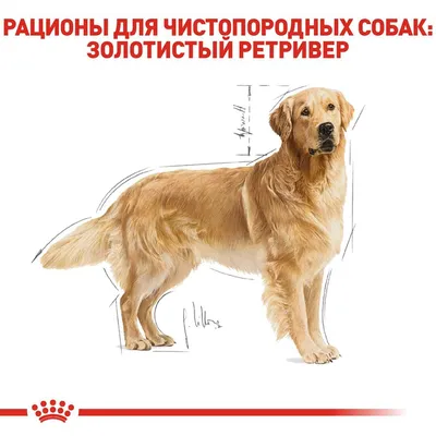 Курчавошерстный ретривер собака: описание, характер, фото, цена