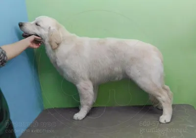 Корм для взрослых собак породы голден ретривер, Royal Canin Golden  Retriever Adult купить с доставкой в интернет-магазине зоогастроном.ру
