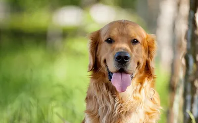 маленький желтый щенок золотистого ретривера в осеннем поле листьев, щенки  фото собак, собака, щенок фон картинки и Фото для бесплатной загрузки
