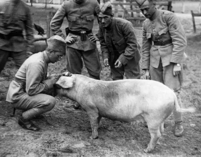 Мясники режут свинину стоковое изображение. изображение насчитывающей  палачество - 134749121