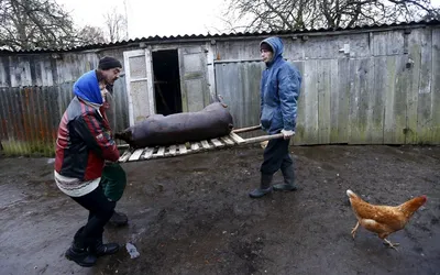 Сельские будни: как режут свиней в деревнях