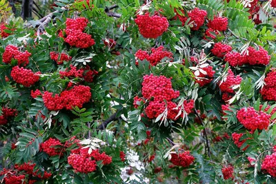 Купить саженцы Рябина Бусинка в питомнике. Для сорта Рябина Бусинка есть  описание, фото, цены и отзывы садоводов.