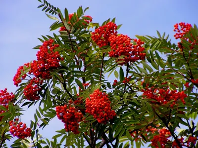Рябина амурская Sorbus amurensis Koehne