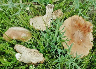 Крымские грибы рядовки - 47 фото