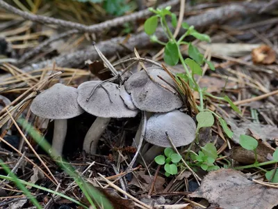Осенние грибы рядовки - 32 фото