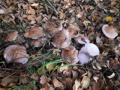 Осенние грибы рядовки - фото и картинки: 67 штук