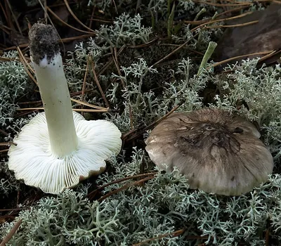 Рядовка серая (Tricholoma portentosum) фото и описание