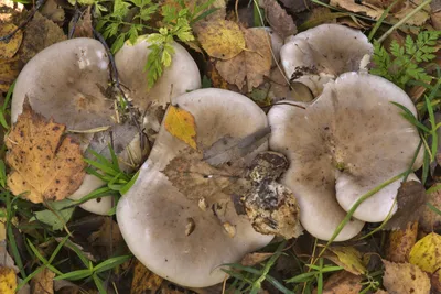 Осенние грибы съедобные рядовки - фото и картинки: 69 штук