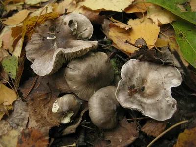 Осенние грибы съедобные рядовки - фото и картинки: 69 штук