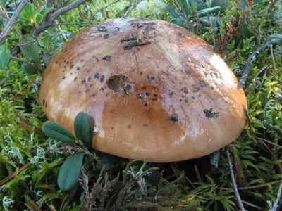 Рядовка: описание гриба, где растет, виды, съедобность, как отличить от  ядовитого