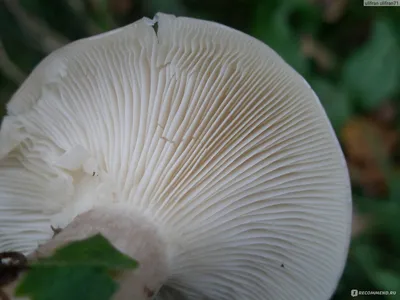 Грибы Рядовка серая - «Поздний осенний гриб с необычным запахом!» | отзывы