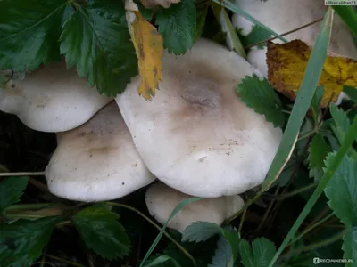 Грибы Рядовка серая - «Поздний осенний гриб с необычным запахом!» | отзывы