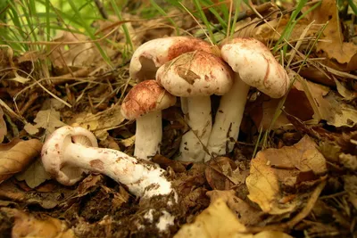 Пять самых вкусных и полезных зимних грибов - МК