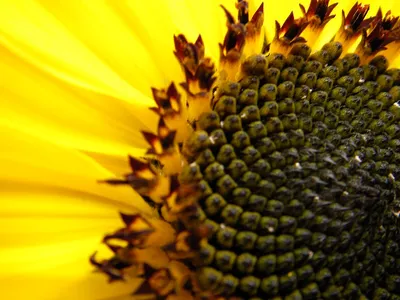 Солнечный цветок | Ричард Келли | Фликр