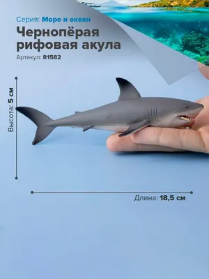 Карибская Рифовая Акула Carcharhinus Perezii Плавает Над Рифом Голубом  стоковое фото ©arepiv 350747718