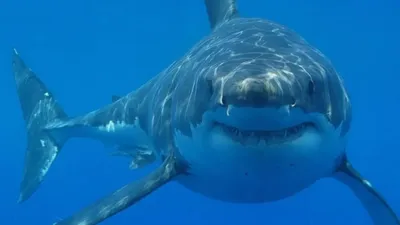 Флорида » Рифовая белоперая акула (White reef shark, Carcharhinus  albimarginatus)