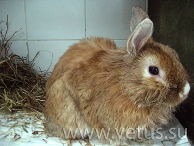 🐰 маленький пушистый кролик по …» — создано в Шедевруме