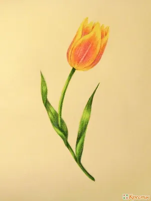 Как нарисовать «живой» тюльпан карандашом поэтапно (для начинающих) |  Крестик | Краска, Ботанические рисунки, Тюльпаны