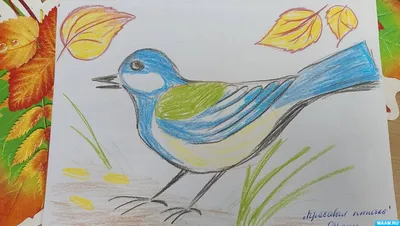 Занятие по рисованию цветными карандашами «Красивая птичка» (8 фото).  Воспитателям детских садов, школьным учителям и педагогам - Маам.ру