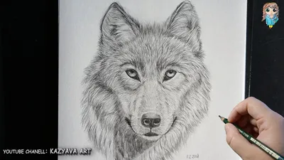 Рисунки волков карандашом фото