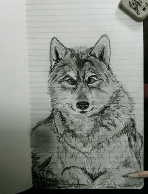 Волк - набросок карандашом, Wolf - pen drawing | Рисунки, Рисунки волков,  Волк