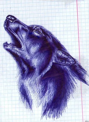 Волк - набросок карандашом, Wolf - pen drawing | Рисунки, Рисунки волков,  Волк