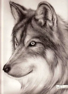 Рисунок для срисовки волк легкий - 62 фото