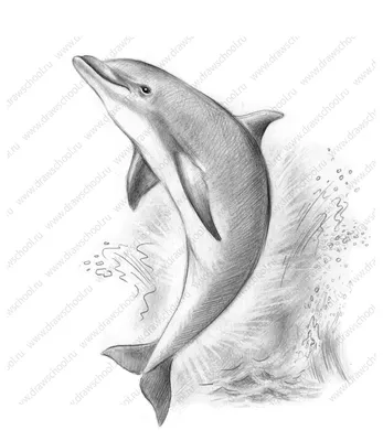 Рисунок дельфина фото фото
