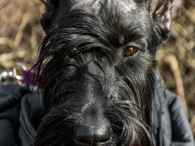 Фото Ризеншнауцер Собаки черная морды животное 1ZOOM