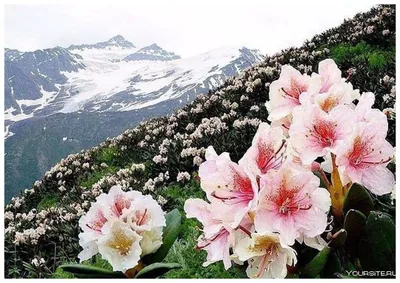 Цветы рододендроны в горах - 73 фото