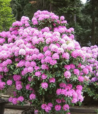 Купить Рододендрон гібридний Roseum Elegans 3 річний, Рододендрон гибридный  Розеум Элеганс Rhododendron Roseum, цена 275 грн — Prom.ua (ID#498922162)
