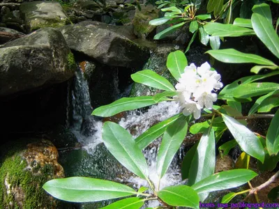 philadelphia travel. boris smola blog. : Дикий Рододендрон, Wild  Rhododendron