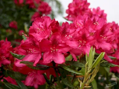 Рододендрон гибридный (Rhododendron) - описание сорта, фото, саженцы,  посадка, особенности ухода. Дачная энциклопедия.