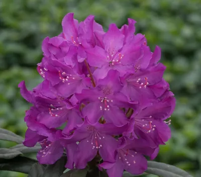 Купить Рододендрон гібридний Boleslaw Chrobry 2 річний, Рододендрон  гибридный Болеслав Хробры Rhododendron Royal lila, цена 65 грн — Prom.ua  (ID#494637436)