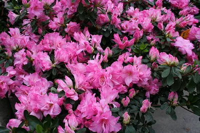 Фотография розовых цветок Рододендрон Много