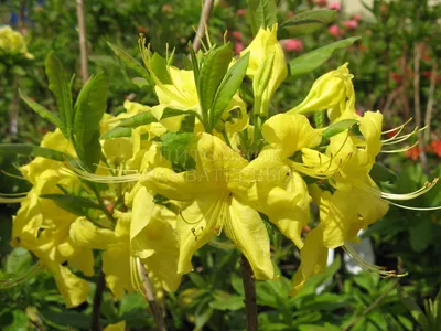 Рододендрон листопадный (Азалия крупноцветковая) \