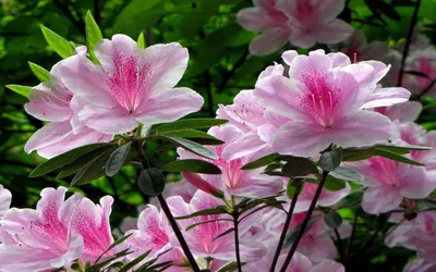 Картинка Рододендрон » Разные цветы » Цветы » Картинки 24 - скачать  картинки бесплатно