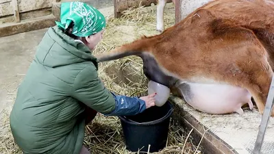 Как я первый раз принимала роды у коровы | Ферма.expert 🌿 | Дзен