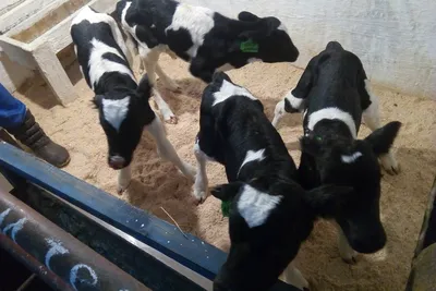 Как помочь корове при сложном отеле | Статьи ООО Укрвет