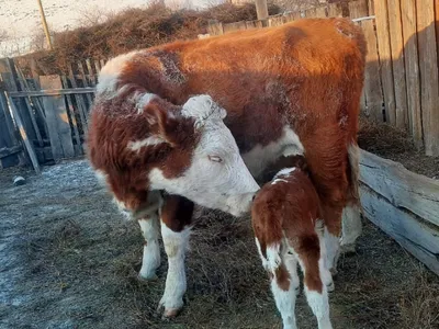 В Вологодской области корова родила сразу четырех телят - Российская газета