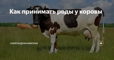 Беременность дойной коровы - Советы и особенности | «Электропастух»