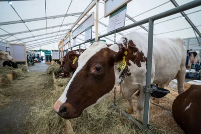Якутских коров внесут в резервный генофонд человечества | Ветеринария и  жизнь