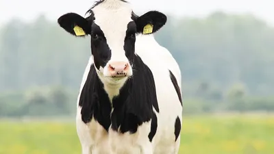 В России впервые получили потомство от клонированной коровы – Коммерсантъ