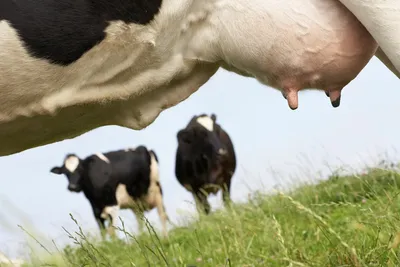 Корова родила двухголового теленка-мутанта: Аномалии: Из жизни: Lenta.ru