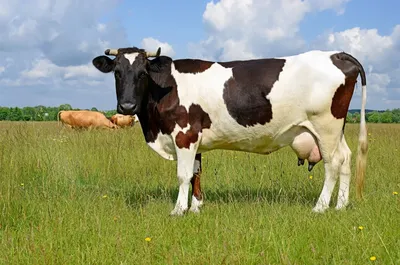 Nikon разработала умную камеру для прогнозирования родов у коров |  Ветеринария и жизнь