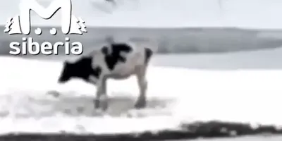 В Башкирии корова родила сразу трех телят