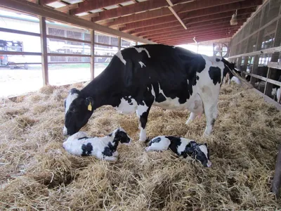 ФОТО) Во Вьетнаме корова родила трехглазого теленка с восемью ногами и  двумя языками » Gagauzia24